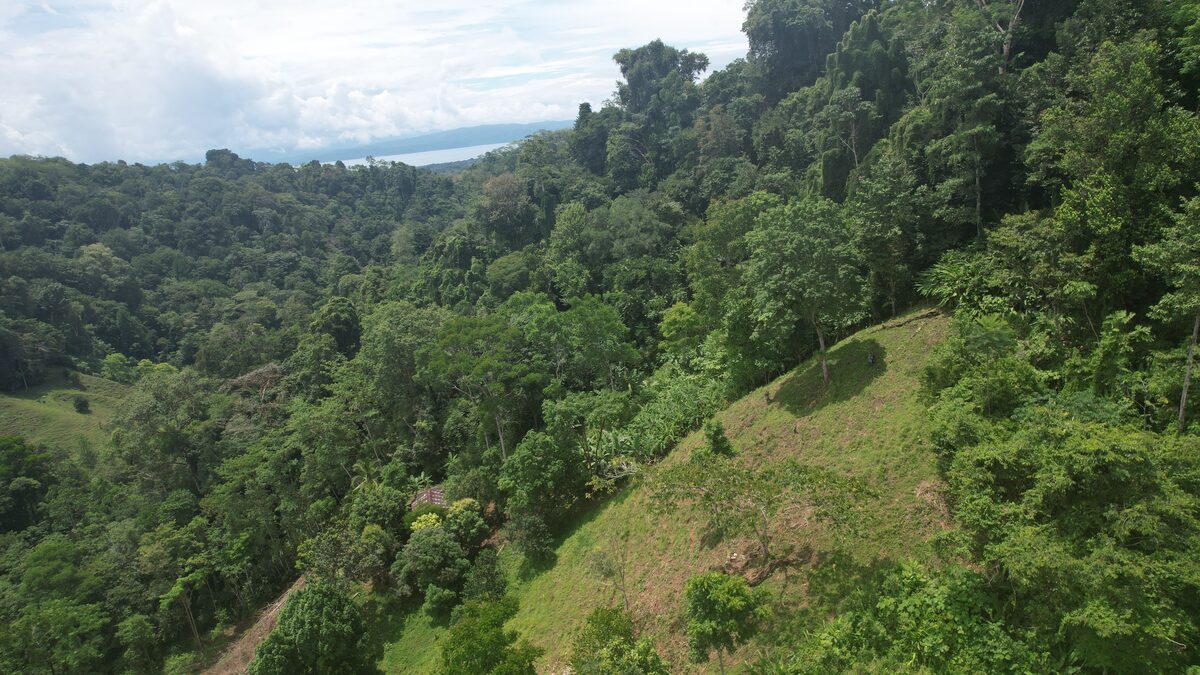 Aerial view of the primary forest ridge above the Golfo Dulce, Osa Peninsula