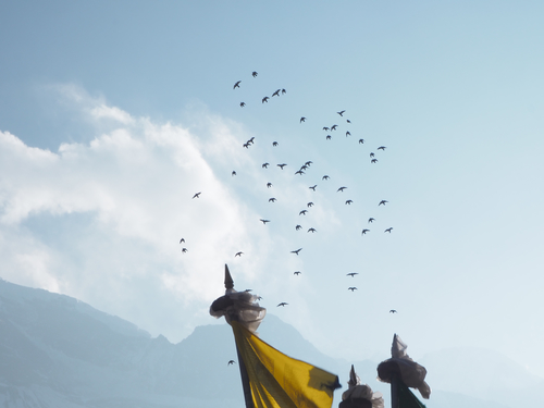 Birds flying above monastery rooftops, Nepal